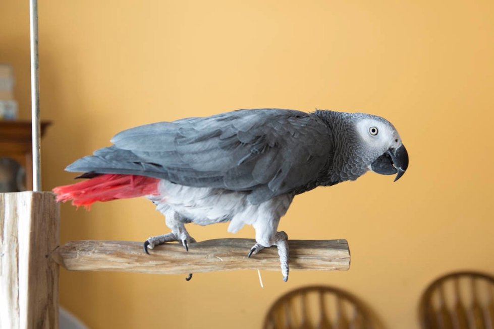 Greyson, Congo African Grey